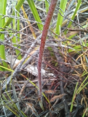 Pelargonium pilosellifolium