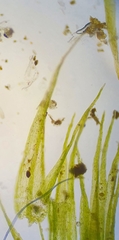 Rhynchostegiella tenella