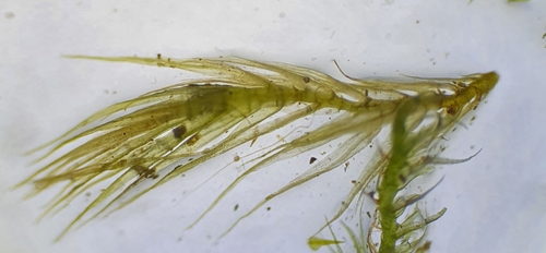 Image of Rhynchostegiella tenella by no rights reserved