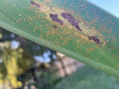 Puccinia thaliae
