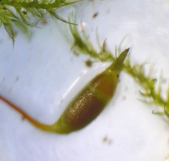 Rhynchostegiella tenella