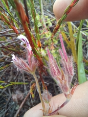Pelargonium pilosellifolium