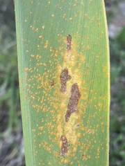 Puccinia thaliae