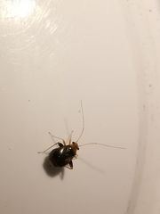 Halticus luteicollis