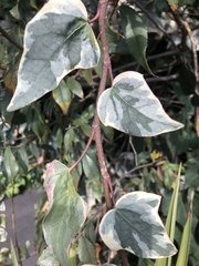 Hedera algeriensis