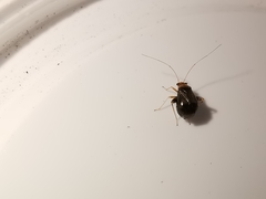 Halticus luteicollis