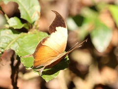 Consul electra electra