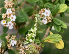 Acontista multicolor