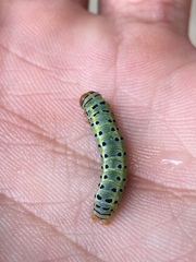 Argyrosticta decumana