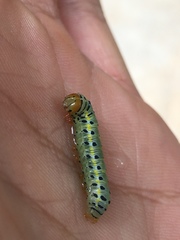 Argyrosticta decumana