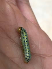 Argyrosticta decumana