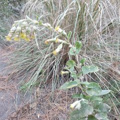 Brickellia secundiflora
