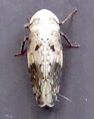 Menosoma cinctum