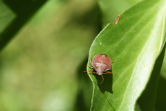 Peribalus strictus strictus