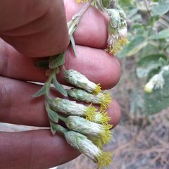 Brickellia secundiflora