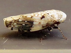 Menosoma cinctum