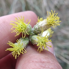 Brickellia secundiflora