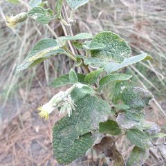 Brickellia secundiflora