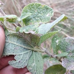 Brickellia secundiflora