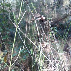 Cosmos crithmifolius