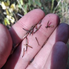 Cosmos crithmifolius