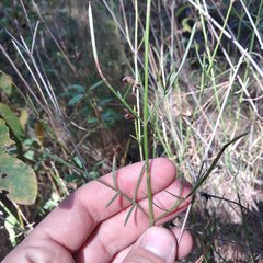 Cosmos crithmifolius
