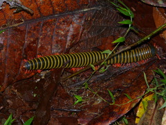 Rhinocricidae