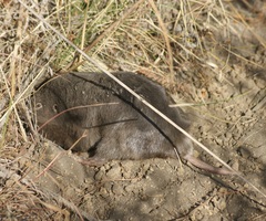 Cratogeomys merriami