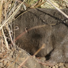 Cratogeomys merriami