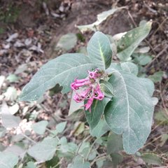 Cestrum roseum