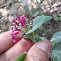 Cestrum roseum