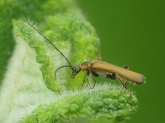 Rhagonycha gilvipennis
