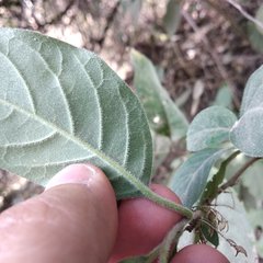 Cestrum roseum