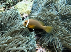 Amphiprion nigripes