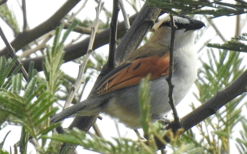 Chagra del Senegal (Tchagra senegalus)