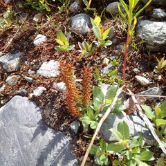 Salix hastata