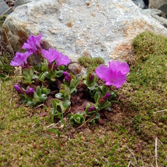 Primula integrifolia