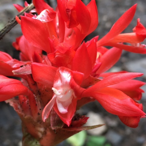 Goeppertia coccinea (Goeppertia coccinea)