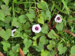 Ipomoea batatas