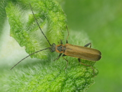 Rhagonycha gilvipennis