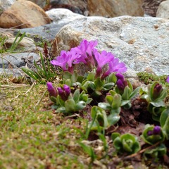 Primula integrifolia