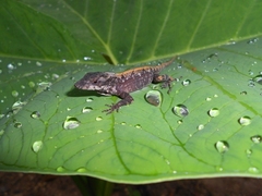 Anolis sagrei