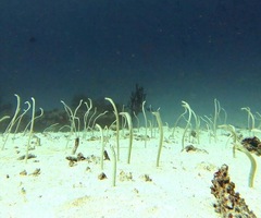 Gorgasia maculata