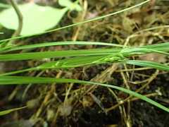 Carex oligocarpa