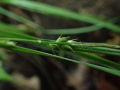 Carex oligocarpa