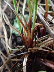 Carex oligocarpa