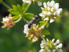 Chlorophorus figuratus