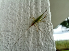 Oecanthus varicornis