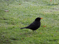 Turdus merula
