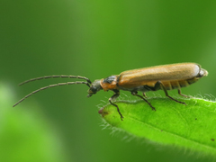 Rhagonycha gilvipennis